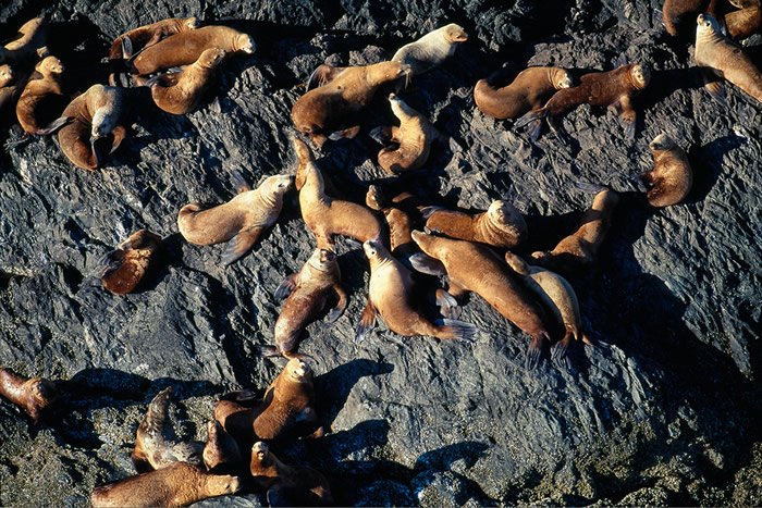 russ-heinl-aerial-photography-sea-lions-victoria-vancouver-british-columbia-28-700x467